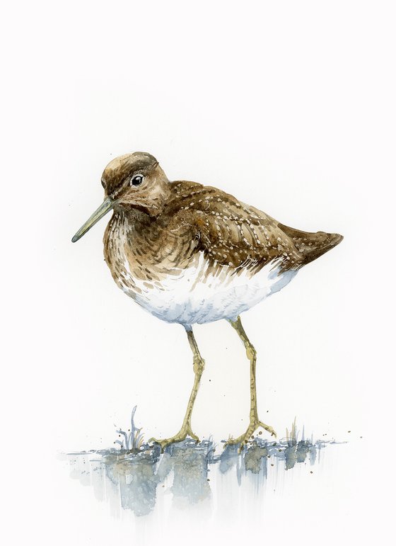 Green sandpiper