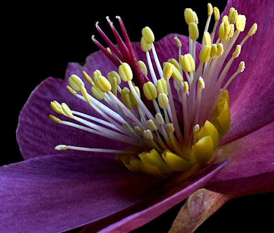Hellebore Early Red