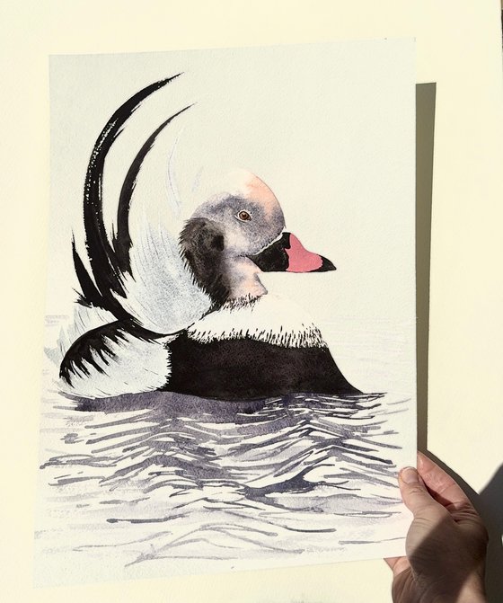 Long-tailed duck Moretta codon