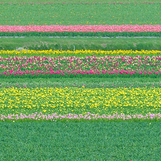 Abstract Flower Landscape - Tulip field I.