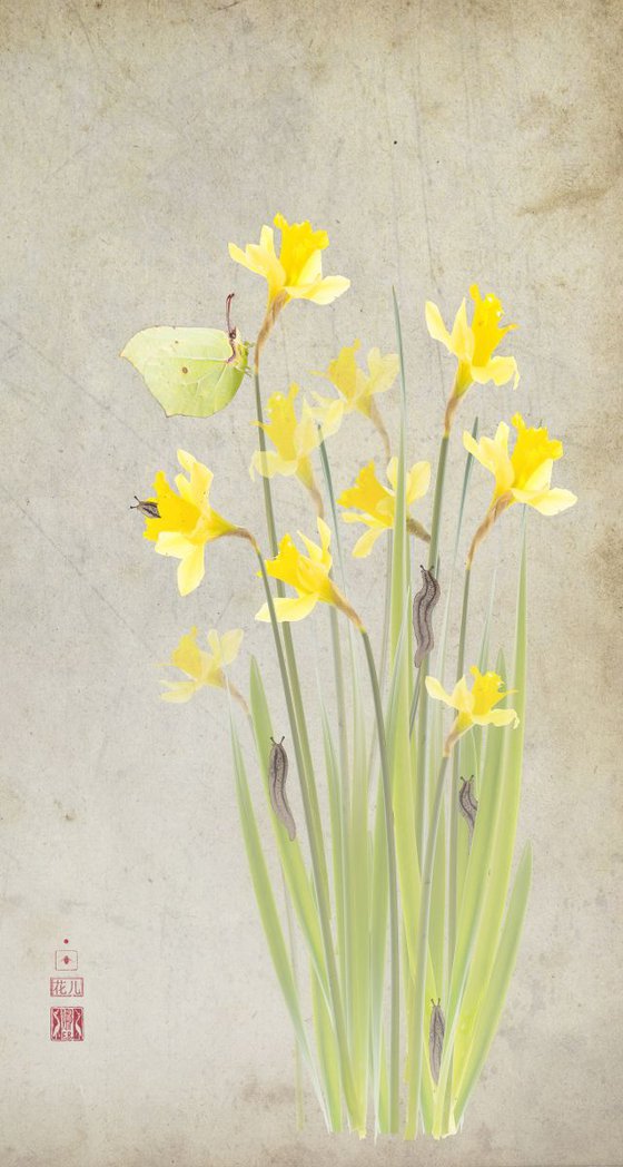 Daffodils and brimstone