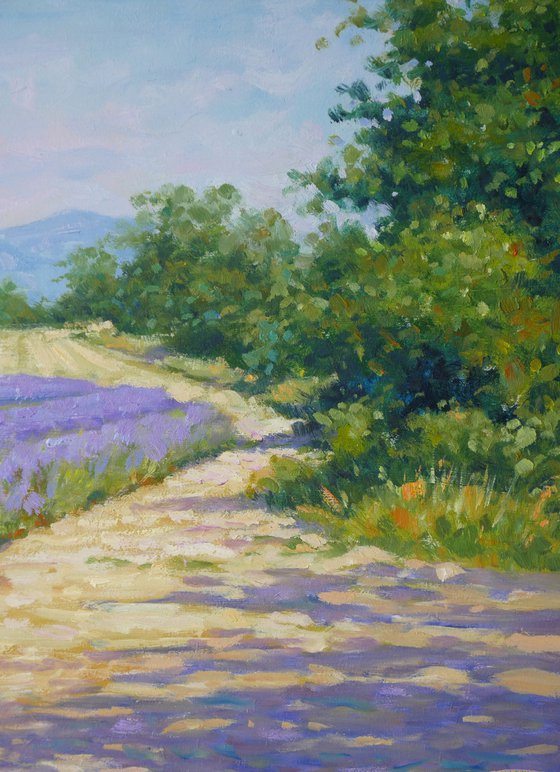 Lavander fields in Provence