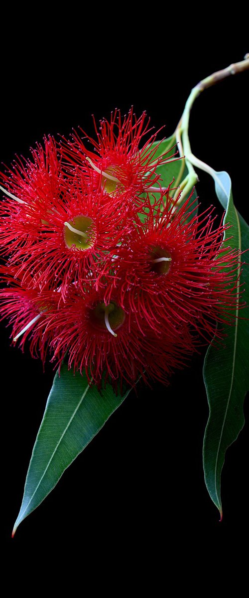 Red Corymbia Blossoms by Nadia Culph