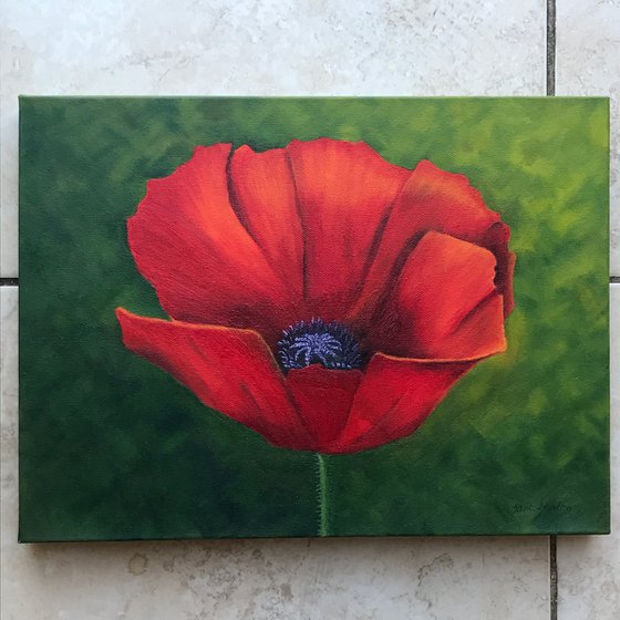 Red Poppy