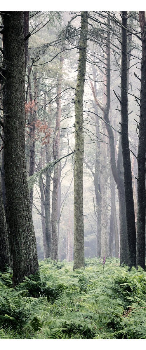 June Forest II by David Baker