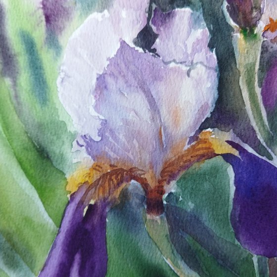 Iris flowers