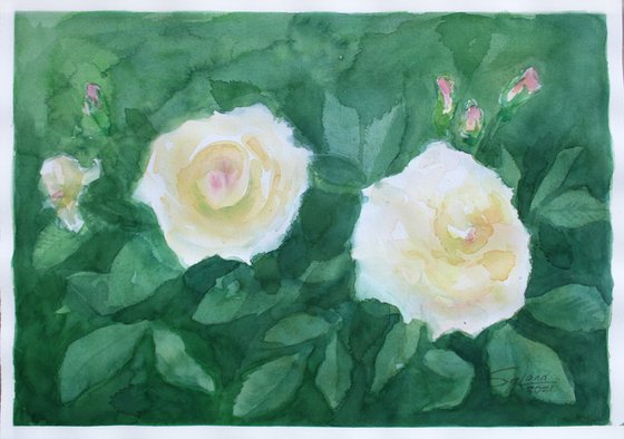 Roses