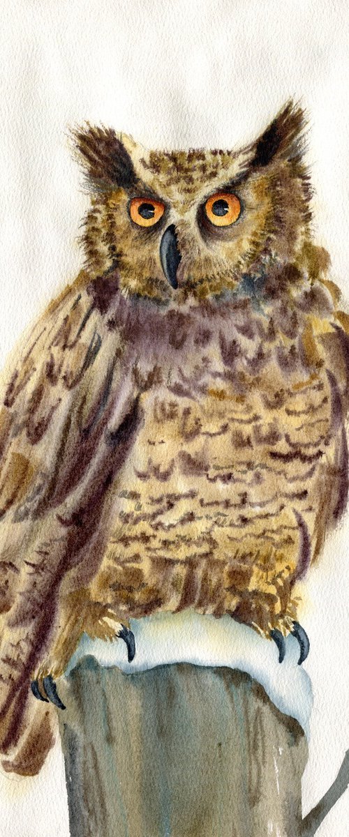 Watercolor portrait of an owl. Eagle owl. Animalism. Original watercolor. by Evgeniya Mokeeva