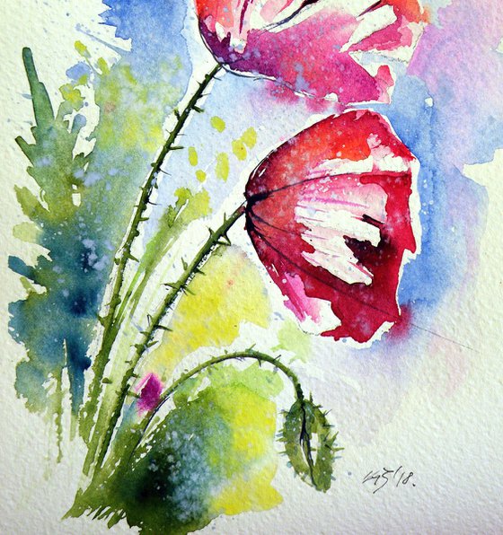 Poppy flowers