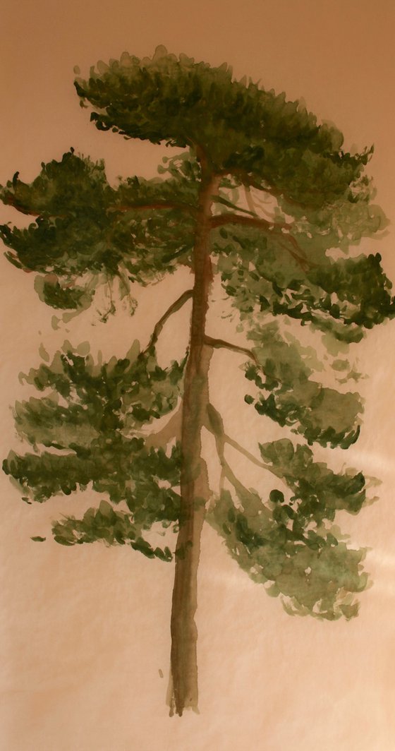 Pinus Sylvestris 3
