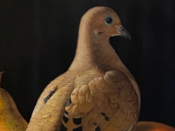 Mourning Dove and Still-Life