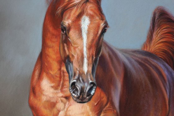 Original painting - Copper arabian horse