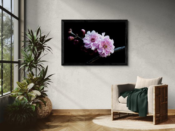 Plum Blossoms