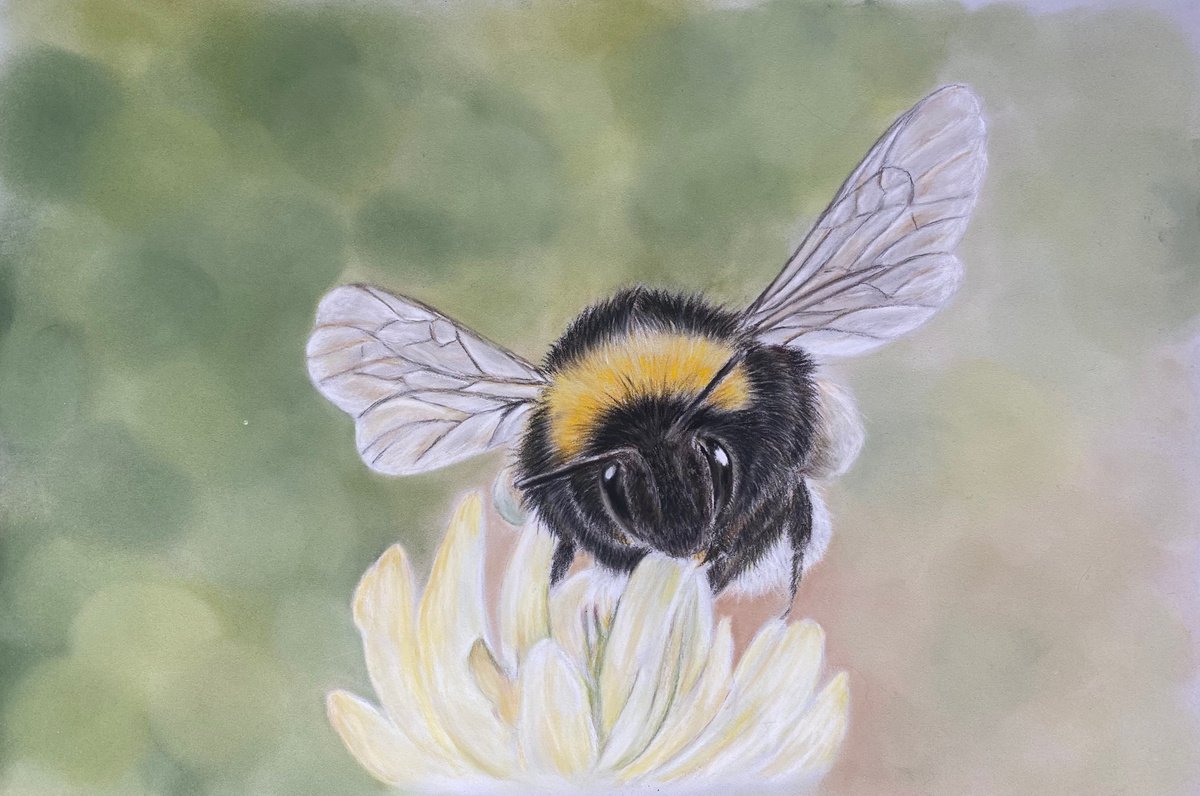 Bumblebee on flower by Maxine Taylor