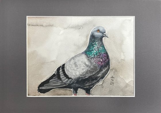Pigeon (in gray :)