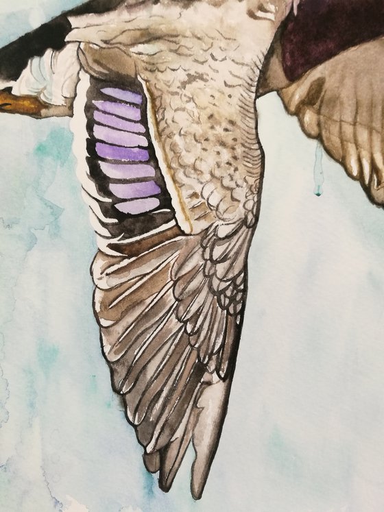 Soar ( on paper ) Free Shipping