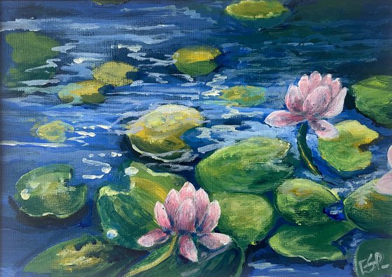 Pink water lilies