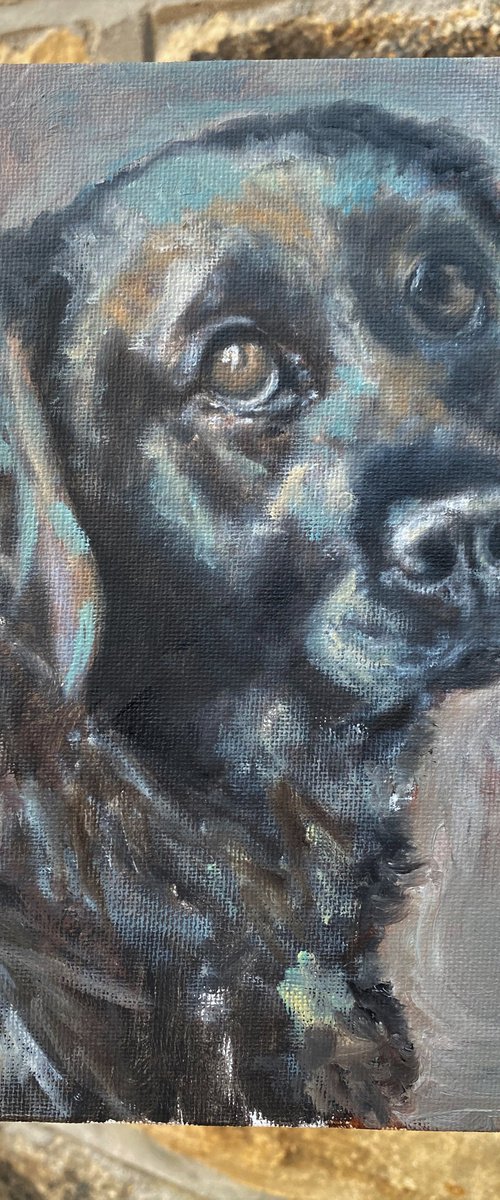Bonnie the black labrador by Tracey Walker