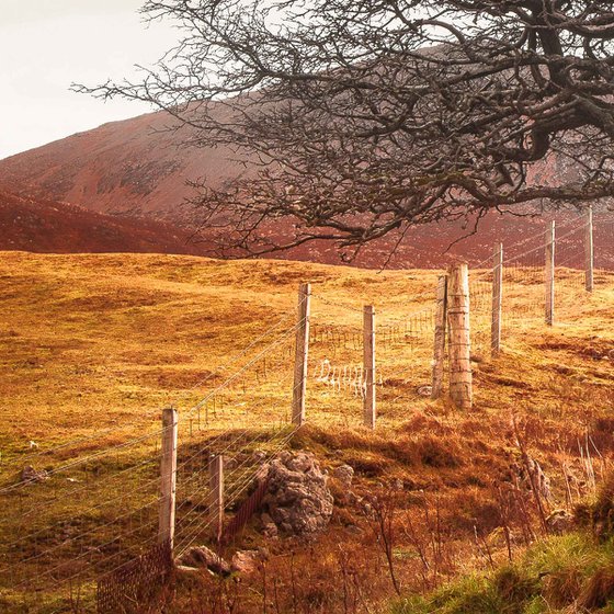 The One Tree, Isle of Skye