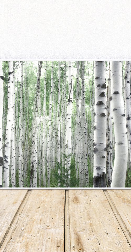 July Aspens by Emily Kent