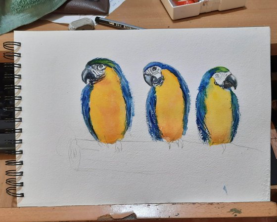 Three Blue and Gold macaw birds on a tree
