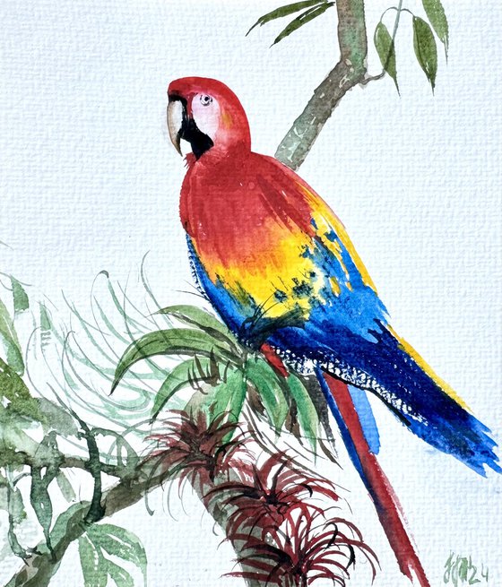 Parrot from Costa Rica