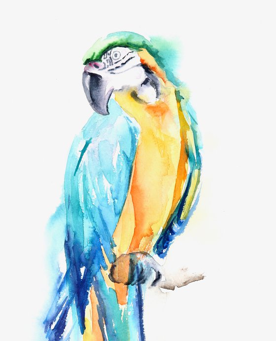 The Real Macaw