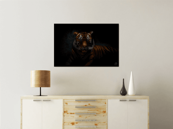 Tiger's Gaze - Fine art