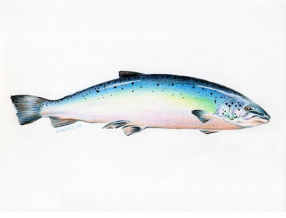 Trout Drawing