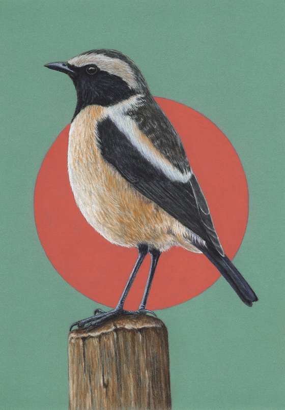 Original pastel drawing bird "Buff-streaked chat"