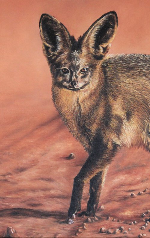 Bat-eared Fox by Kristina Waddingham