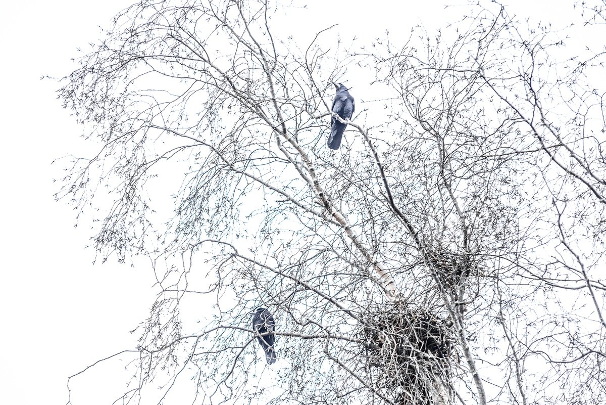 Two Rooks by Adam Regan