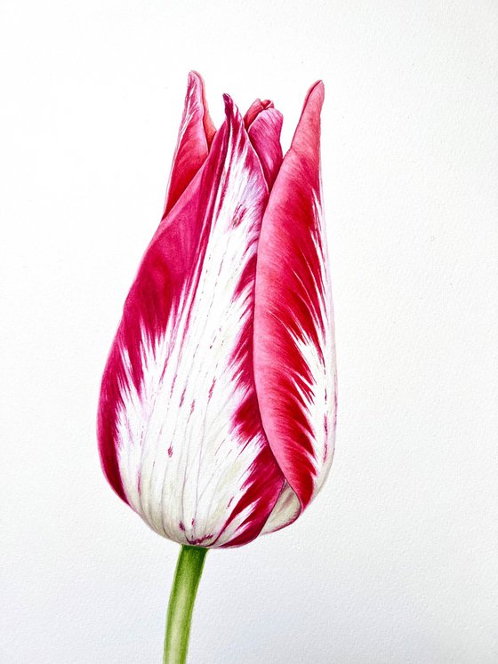Elegant pink tulip