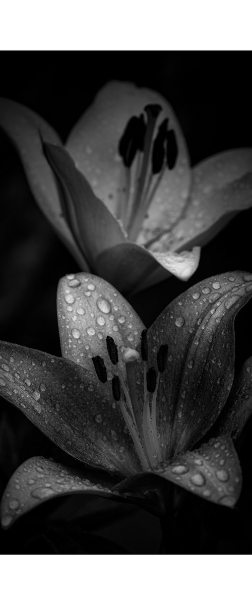 Lily Blooms Number 10 - 12x12 inch Fine Art Photography Limited Edition #1/25 by Graham Briggs