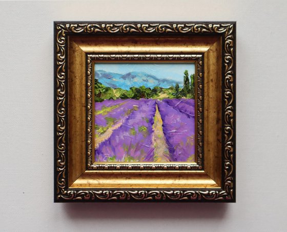 Lavender Fields