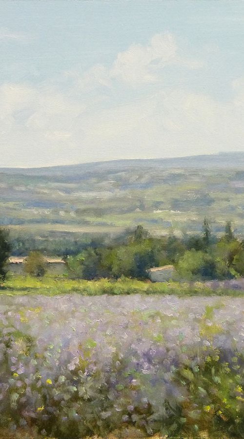 Field of Lavender Vaucluse by Pascal Giroud