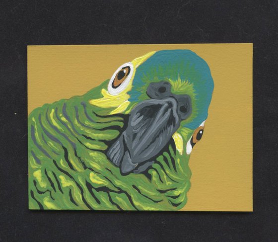 ACEO ATC Original Miniature Painting Blue Head Amazon Parrot Pet Bird Art-Carla Smale