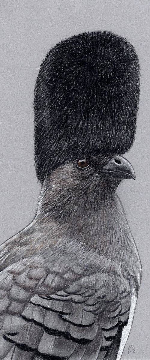 White-bellied go-away-bird by Mikhail Vedernikov