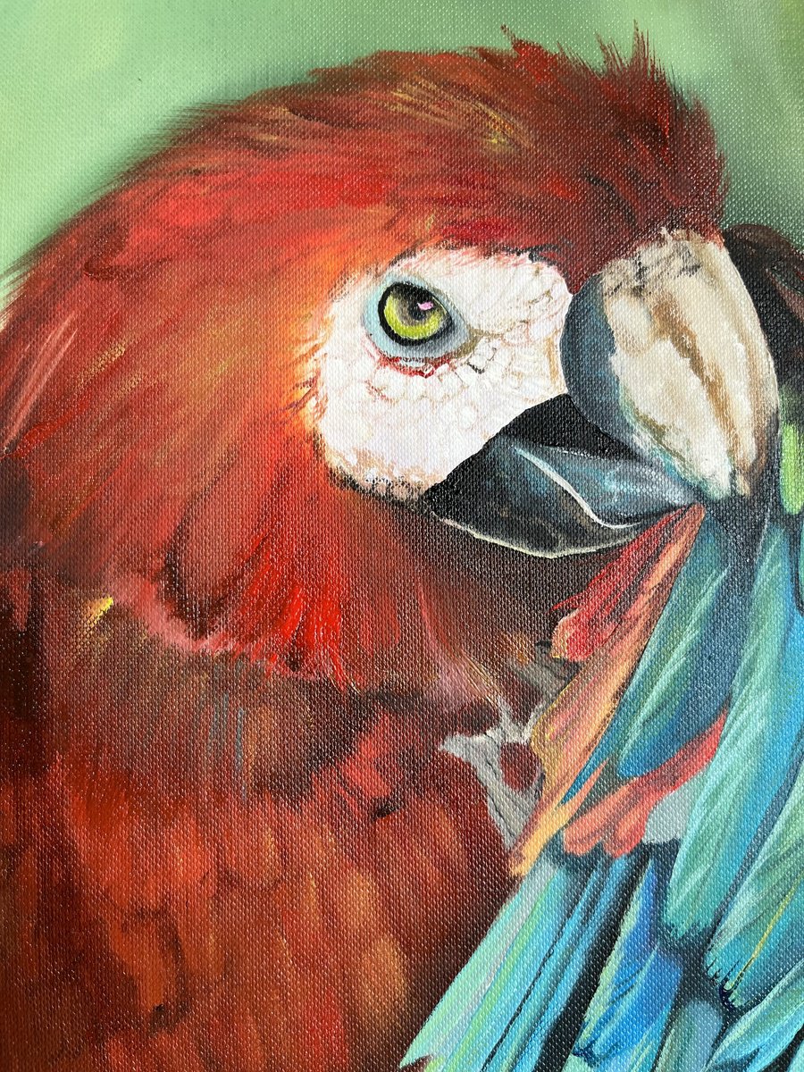 Photorealistic Oil Painting , Red Parrot By Myroslava Denysyuk, 9 X 13, Artwork For Sale On Artfinder