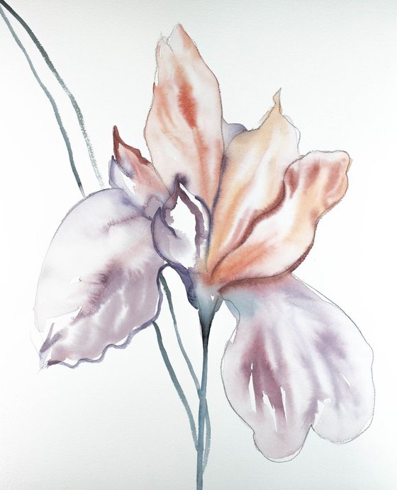 Iris No. 80