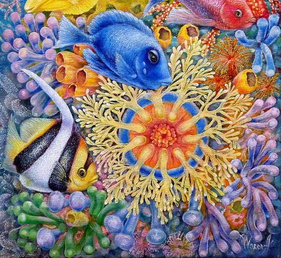 The Red Sea Reefs