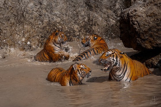 Four Tigers in the Wild