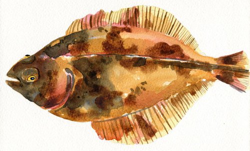 Dab Fish Watercolour by Hannah Clark