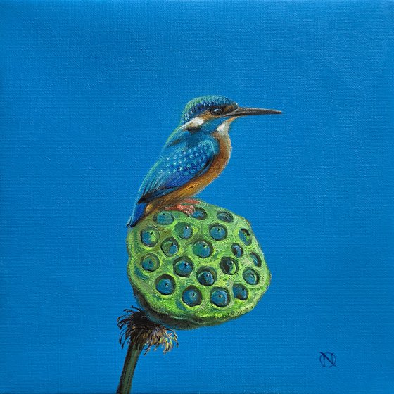 Kingfisher Bird