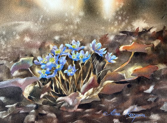 Woodland wildflowers