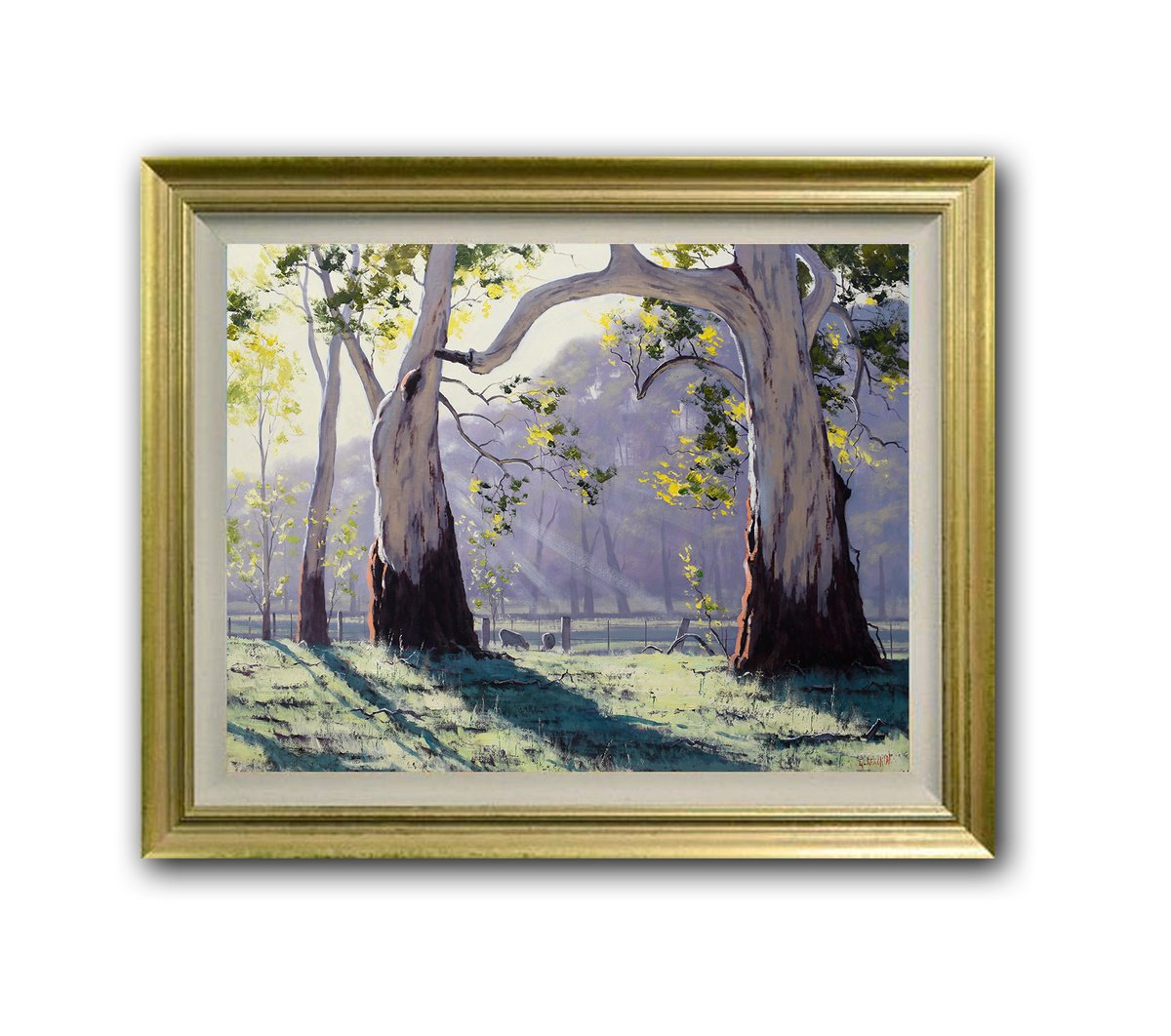 Gum Trees In Morning Light By Graham Gercken, 42 X 32, Artwork For Sale On Artfinder