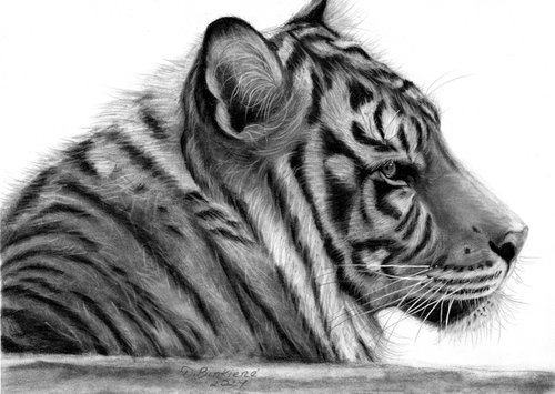 Tiger-wildlife by Dalia Binkiene