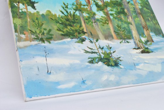 Ukrainian Winter Pine Forest