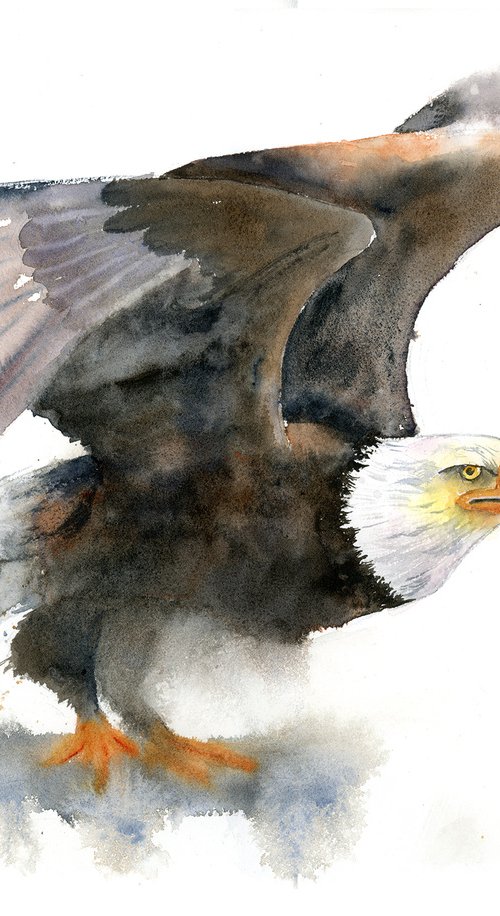 Eagle  -  Original Watercolor Painting by Olga Shefranov by Olga Tchefranov (Shefranov)