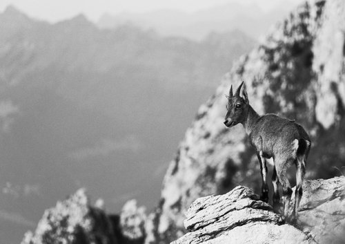 Young Ibex in the Chablais Alps [Unframed; also available framed] by Charles Brabin